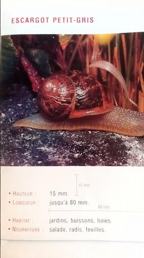 Escargot petit -gris