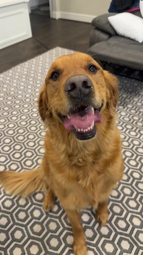 Golden Retrievers and Black Labs on TikTok