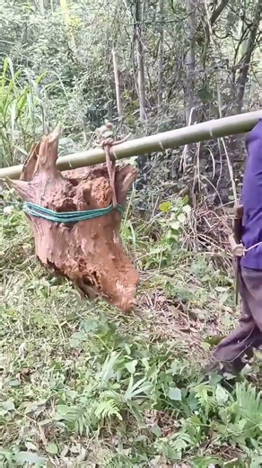 Earth's Surprising Solution: Overpopulation