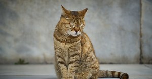 Photo by Engin Akyurt on Pexels