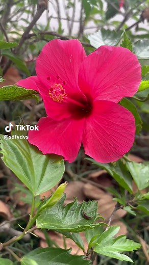 #hibiscus #flowerlovers #plantsoftiktok #naturevibes #bloom