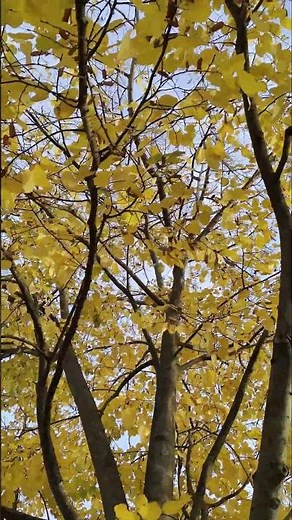 defoliage del pioppo
