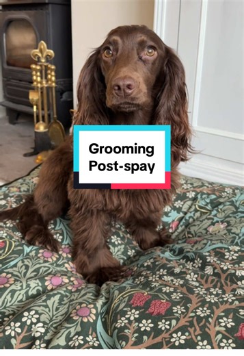 Post-Spay Dog Grooming Tips for Cocker Spaniels