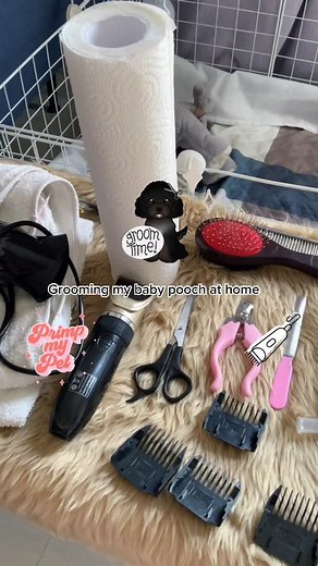 Shih Tzu Grooming at Home: Step-by-Step Guide