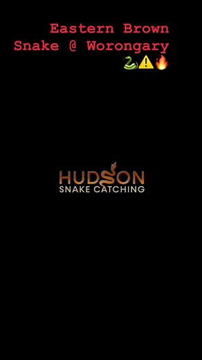 1.1K views · 15 reactions | EASTERN BROWN SNAKE FROM WORONGARY ⚠️ Hudson Snake Catching - Gold Coast Snake Catcher | Hudson Snake Catching - Gold Coast Snake Catcher | Facebook