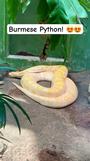 Burmese Python! So big and graceful! #python #zoonegara #pretty