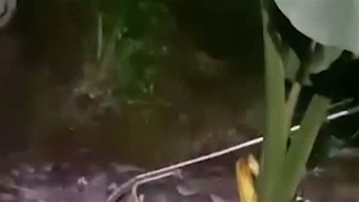 Malaysia: 5,5 Meter lange Python verschlingt halbes Kalb