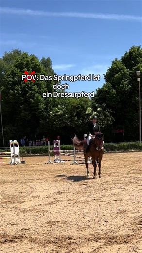 Sehe Potenzial: Springpferde und Dressurpferde im Fokus