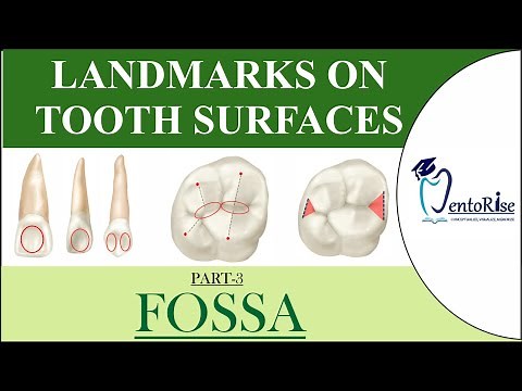 Landmarks on tooth surfaces |Part3| FOSSA | Dental Terminology | Tooth landmarks | Dental Anatomy