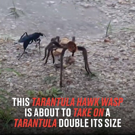 9.5M views · 12 reactions | Nature is absolutely brutal ️ | LADbible | Facebook