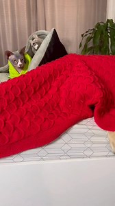 Сам иди #labr_deni | Deni And Mani