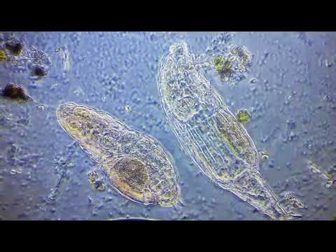 The Animal That "Stole" Its Way Out of Extinction | bdelloid rotifers | horizontal gene transfer