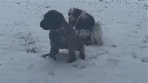 Play, pause, repeat 😂 These pups stay active, happy, and full of personality every day. #MastiffNation #PuppyPlaytime #AmericanMastiffs #DogLoversUSA #BigDogEnergy | Michigan Crownline Mastiffs