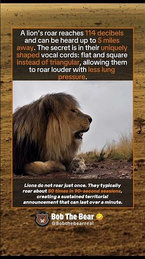 Why a Lion's Roar Can Be Heard 5 Miles Away