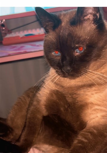 THIS IS LUKE EL GATO DAILY #FAT #UNEMPLOYED