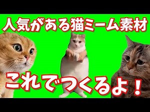 【猫ミーム】人気がある猫ミームの 素材を集めてみました【動画素材】
