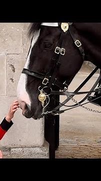 A Touch of Kindness: When the King's Guard Met a Special Little Girl"