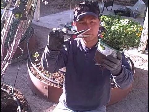 How to Plant a Bonnie Plant from a Peat Pot into Your Vegetable Garden