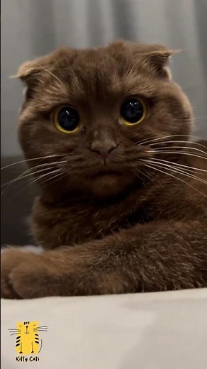 Funny Cat & Cute Kittens846😻 #shorts #kucing #kucinglucu #funny #pet #cat #foryou #viral #viralvideo