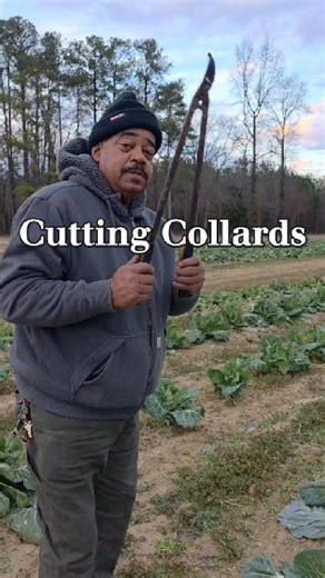 Cutting collards by hand on our family farm here in Virginia. Fresh, local, and grown with love. Who’s your farmer? 🌱💚 #WhosYourFarmer #BrowntownFarms #CollardGreens #SoulFood #FarmLife | Browntown Farms