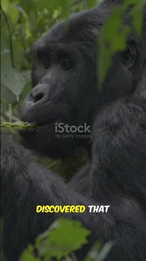 The Secret Symphony: Why Gorillas Hum While Dining #facts #shorts