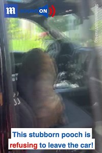 How can you say no to this ADORABLE face?? 🥺 🐶 Additional clip via ViralHog | Daily Mail Give Me This