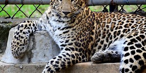 At Least 15 Animal Species in the US Have Contracted COVID-19 So Far | Plants And Animals