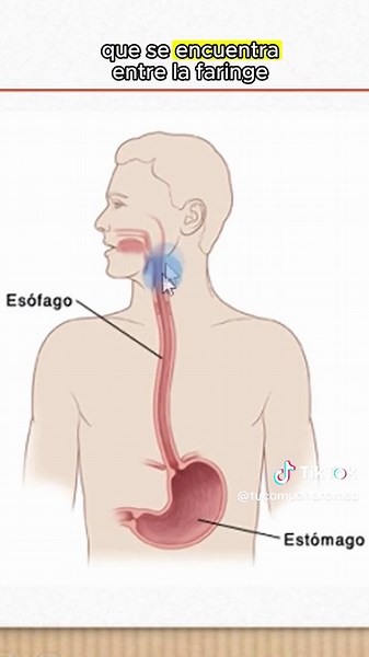 tucompañeromed on TikTok