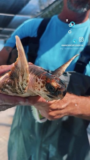 Baby sea turtle bath time! “Tater”, a juvenile loggerhead sea turtle enjoys a spa day at The Turtle Hospital! No barnacle removal here, just algae. When Tater returns to the wild, cleaner fish and cleaner shrimp will keep the algae down on her shell. @marathonturtlehospital #seaturtlespaday #seaturtleconservation #seaturtle #seaturtlelove #loggerhead #turtlehospital #compassioniscontagious #connectandprotect #mermaidlife #floridakeys @thefloridakeys #fy #fypシ゚viral