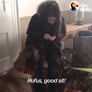1.1M reactions · 1.1M shares | This puppy doesn't know "sit" yet, but his older brother has the CUTEST way of teaching him ❤️ | The Dodo | Facebook