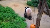walking giant panda