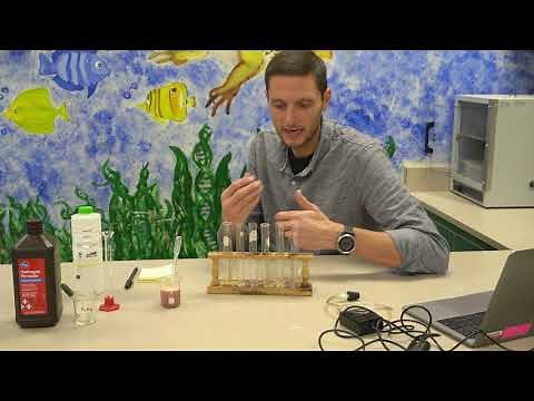 Effect of Changing pH on Enzyme Activity Lab