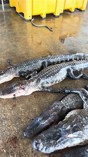 Big Alligator!!! Swamp People!!! Bayou Life!!!