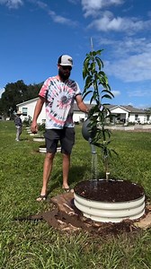 10K views · 75 reactions | Mango Tree planting! 省 Ready to grow your own? Shop now → https://bit.ly/40mA87u #glennmango #mangotree #fastgrowingtrees #backyardgarden #zone9b #centralfloridalgarden #perennialgarden #subtropicalfruit #gardening #vegetablegarden #compost #pollinatorgarden #growyourown #raisedbeds #gardentips #kitchengarden #ediblegarden #gardeninspiration | Fast Growing Trees | Facebook