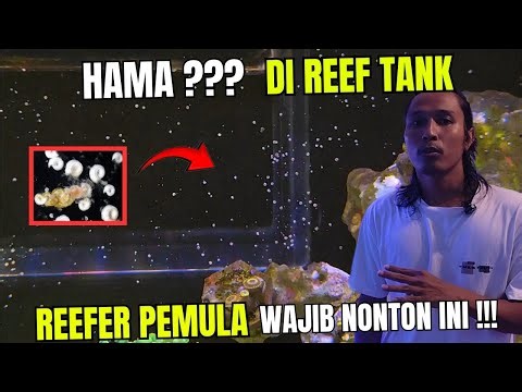 OFTEN MISUNDERSTOOD AS PESTS, IN FACT THIS IS AN INDICATOR THAT OUR TANK IS MATURE!! Nano Reef Tank