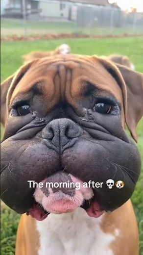 see what a wasp sting can do to your dog caution !!! #insectsrule #parasitoidwasps