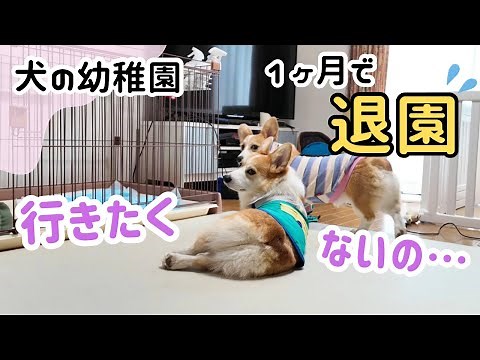 1ヶ月で幼稚園を辞めてしまった愛犬。そのワケをお話しします。【コーギー多頭飼い】