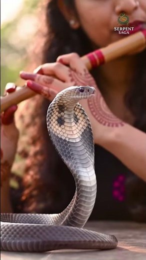 Mesmerizing Indian Snake Charmer Street Performance 🐍✨