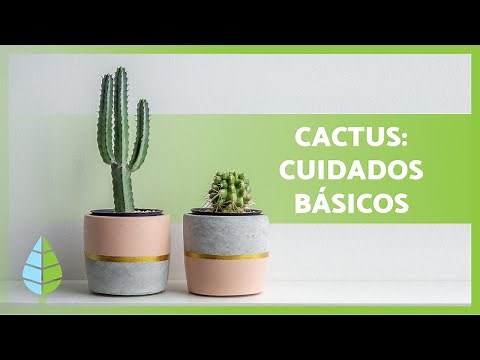 How to Care for Cactus 🌵 Watering, Substrate, Propagation, and MORE! ☀️💦