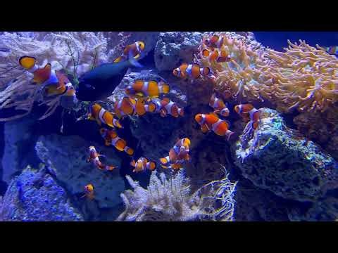 Aquarium Calm Series 🐠 | Relaxing Fish Tank BGM (37 Minutes)
