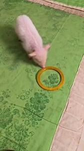 Smart piggy 🐷 | Pigvibes