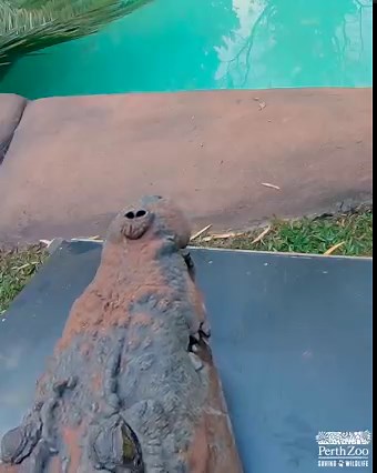Happy World Crocodile Day! 🐊 Did you know ❓ the Estuarine Crocodile is the world's largest living reptile! Yep, these snappy fellows can grow to a length of up to 7m and weigh up to 1,000kg! | Perth Zoo