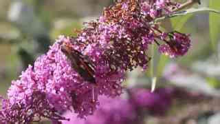 A Complete Guide To Red Admiral Butterfly Identification And Facts