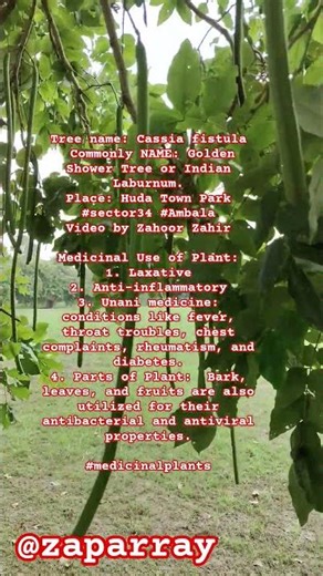 Tree name: Cassia fistula| Common NAME: Golden Shower Tree|Indian Laburnum #medicinalplants #herbal