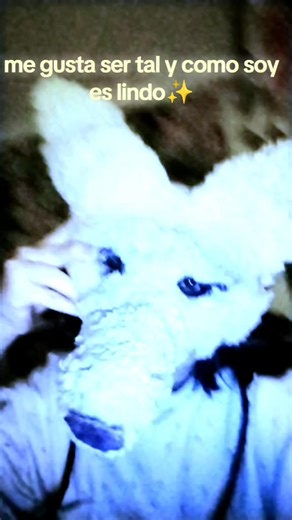 #fox #otherpaw #therian #zorro #burlas_escolares_escolares