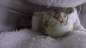 42K views · 231 reactions | Here’s an amazing video of a chinstrap penguin being hatched. Once the eggs are laid, incubation takes 32-40 days before the chick starts pipping (initially breaking through the egg). Penguin chicks like this will become full grown in about two months. SeaWorld has had a successful penguin breeding program with approximately 30 chicks of varying species hatching in the 2020/2021 breeding season alone. | SeaWorld San Antonio | Facebook