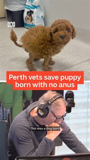 #BestOf2025: 5-week-old Tooshie was swollen and unable to poo when he was brought into Warwick Veterinary Clinic. When Practice Manager Kate Doyle realised the cavoodle puppy had been born with no anus she started a GoFund Me page and was able to fundraise the $11,000 needed to bring in a specialist surgeon and treat Tooshie. Ms Doyle joined Gary Adshead on ABC Radio Perth to give an update on how Tooshie is going, two weeks post-surgery. ℹ️This post is part of our series recapping our most read