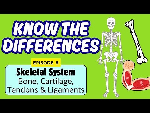 Skeletal System| Bone, Cartilage, Tendons, Ligaments