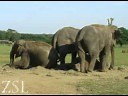 Sleeping elephants