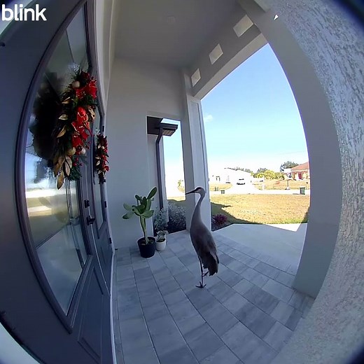 Blink camera catches a unique solicitor at my door🤣